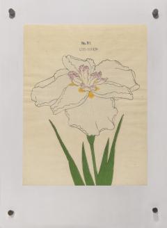 Japanese Iris CHO HIYEN - 2395461