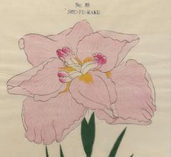 Japanese Iris SHU FU RAKU - 2391235