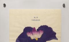 Japanese Iris YEDO JIMAN - 2395445