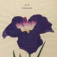 Japanese Iris YEDO JIMAN - 2395446