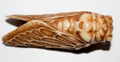 Japanese Netsuke of Cicada Signed - 315707