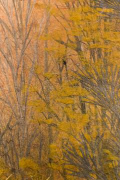 Japanese Two Panel Screen Late Autumn Forest Rare Obara Paper Art Screen - 1950275