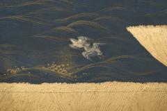Japanese Two Panel Screen Plovers Over Waves - 4327527