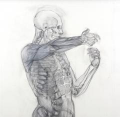 Jaye Gergory Pair of Life Sized Anatomical Studies 83 x 49  - 1086172
