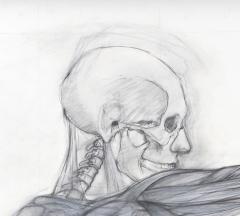 Jaye Gergory Pair of Life Sized Anatomical Studies 83 x 49  - 1086174