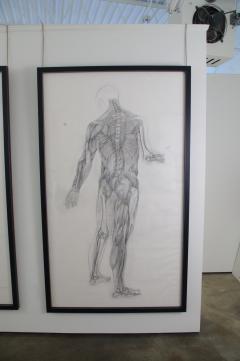 Jaye Gergory Pair of Life Sized Anatomical Studies 83 x 49  - 1086175