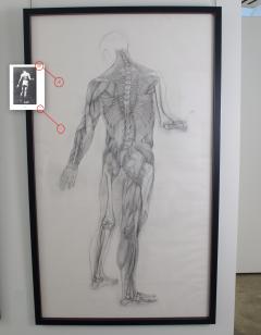 Jaye Gergory Pair of Life Sized Anatomical Studies 83 x 49  - 1086176