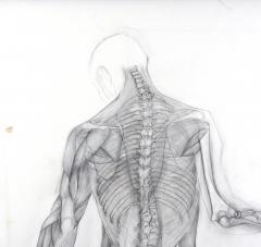 Jaye Gergory Pair of Life Sized Anatomical Studies 83 x 49  - 1086178