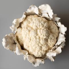 Jean Paul Gourdon LARGE LIFE SIZE SCULPTURE OF A CAULIFLOWER IN MATT AND GLAZED WHITE FA ENCE - 2723859