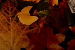 Joe Bly Fallen Leaves - 3914031