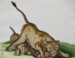 Johann Elias Ridinger A Pair of Hand Colored Engravings of an African Lioness and her Cubs and a Rhino - 2694572