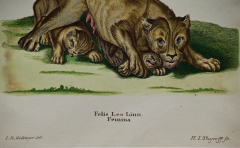 Johann Elias Ridinger A Pair of Hand Colored Engravings of an African Lioness and her Cubs and a Rhino - 2694580