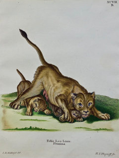 Johann Elias Ridinger A Pair of Hand Colored Engravings of an African Lioness and her Cubs and a Rhino - 2694581
