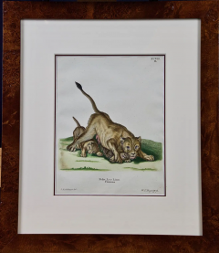 Johann Elias Ridinger A Pair of Hand Colored Engravings of an African Lioness and her Cubs and a Rhino - 2694583