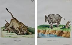 Johann Elias Ridinger A Pair of Hand Colored Engravings of an African Lioness and her Cubs and a Rhino - 2701160