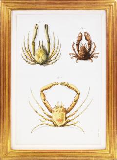 Johann Friederich Wilhelm Herbst A Group of Six Crustaceans Crabs - 1310990