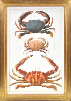 Johann Friederich Wilhelm Herbst A Group of Six Crustaceans Crabs - 1310991