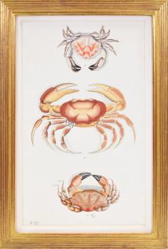 Johann Friederich Wilhelm Herbst A Group of Six Crustaceans Crabs - 1310992