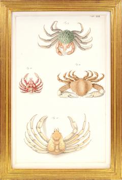 Johann Friederich Wilhelm Herbst A Group of Six Crustaceans Crabs - 1310993