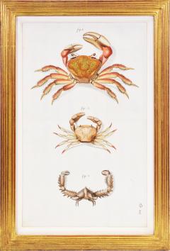 Johann Friederich Wilhelm Herbst A Group of Six Crustaceans Crabs - 1310994