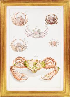 Johann Friederich Wilhelm Herbst A Group of Six Crustaceans Crabs - 1310995