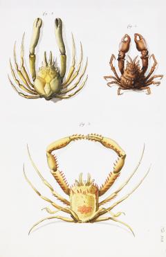 Johann Friederich Wilhelm Herbst A Group of Six Crustaceans Crabs - 1311331