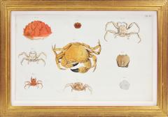 Johann Friederich Wilhelm Herbst Herbst A Group of Six Crustaceans Crabs - 1310996