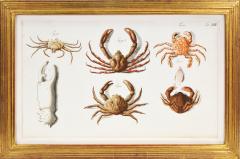 Johann Friederich Wilhelm Herbst Herbst A Group of Six Crustaceans Crabs - 1310997