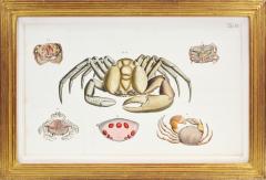 Johann Friederich Wilhelm Herbst Herbst A Group of Six Crustaceans Crabs - 1310999