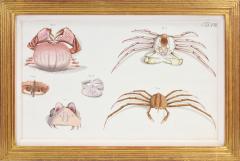 Johann Friederich Wilhelm Herbst Herbst A Group of Six Crustaceans Crabs - 1311000