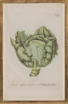 Johann Wilhelm Weinmann A Group of Six Brassica Cabbages Johann Weinmann - 2282616