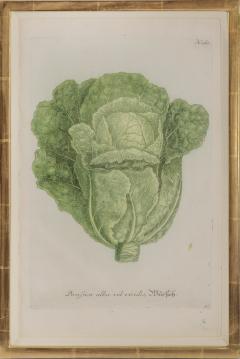 Johann Wilhelm Weinmann A Group of Six Brassica Cabbages Johann Weinmann - 2282617