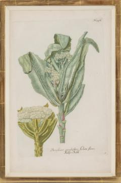 Johann Wilhelm Weinmann A Group of Six Brassica Cabbages Johann Weinmann - 2282618