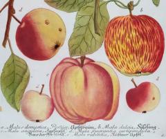 Johann Wilhelm Weinmann Apple An 18th Century Hand colored Botanical Engraving by J Weinmann - 3561172