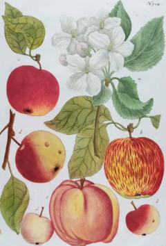 Johann Wilhelm Weinmann Apple An 18th Century Hand colored Botanical Engraving by J Weinmann - 3561174