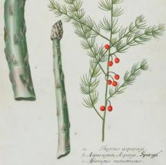 Johann Wilhelm Weinmann Asparagus An 18th Century Hand colored Botanical Engraving by J Weinmann - 3561179