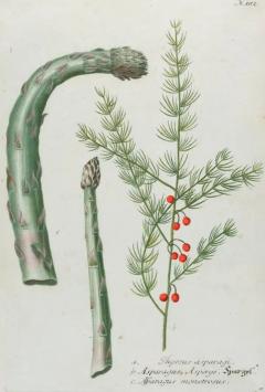 Johann Wilhelm Weinmann Asparagus An 18th Century Hand colored Botanical Engraving by J Weinmann - 3561181