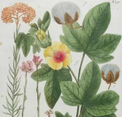 Johann Wilhelm Weinmann Cotton Plant An 18th Century Hand colored Botanical Engraving by J Weinmann - 3561175