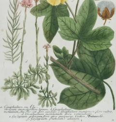 Johann Wilhelm Weinmann Cotton Plant An 18th Century Hand colored Botanical Engraving by J Weinmann - 3561176
