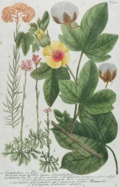 Johann Wilhelm Weinmann Cotton Plant An 18th Century Hand colored Botanical Engraving by J Weinmann - 3561178