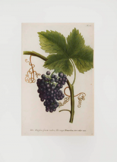 Johann Wilhelm Weinmann Grapes by johann Wilhelm WEINMANN - 3248177