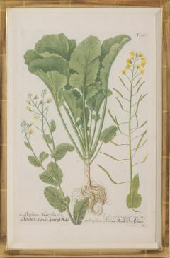 Johann Wilhelm Weinmann Group of Six Vegetables by Johann Weinmann - 2282498