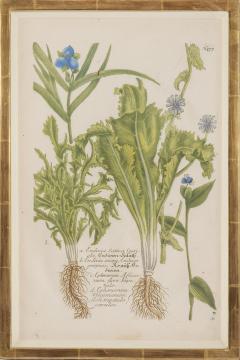 Johann Wilhelm Weinmann Group of Six Vegetables by Johann Weinmann - 2282501