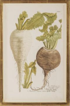 Johann Wilhelm Weinmann Group of Six Vegetables by Johann Weinmann - 2282502