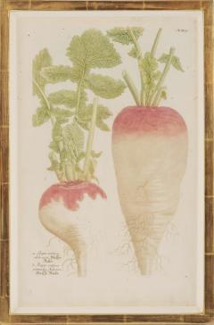 Johann Wilhelm Weinmann Group of Six Vegetables by Johann Weinmann - 2282503