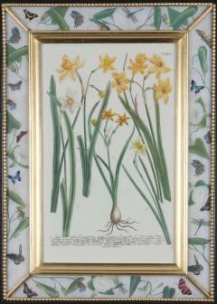Johann Wilhelm Weinmann Johann Weinmann 18th century botanical engravings decalcomania frames - 2283225