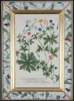 Johann Wilhelm Weinmann Johann Weinmann 18th century botanical engravings decalcomania frames - 2283231