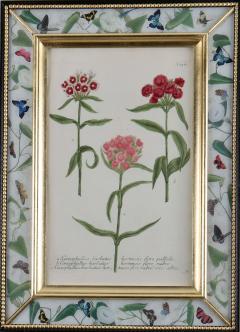 Johann Wilhelm Weinmann Johann Weinmann 18th century botanical engravings decalcomania frames - 2304477
