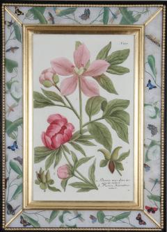 Johann Wilhelm Weinmann Johann Weinmann 18th century botanical engravings decalcomania frames - 2722184