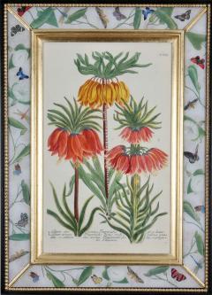 Johann Wilhelm Weinmann Johann Weinmann c 18th botanical engravings in decalcomania frames  - 2734021